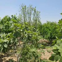 باغات ۱۰۰۰متری با آبو برق وگاز جادهدیل آباد|فروش زمین و ملک کلنگی|ساوه, |دیوار