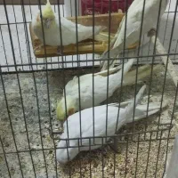 عروس هلندی ولوتینو