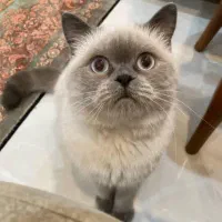 گربه نر نژاد هیمالین