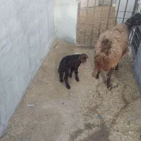 میش با بره|حیوانات مزرعه|رباطکریم, رباطکریم|دیوار