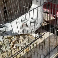 سلام عشق بازان عزیز سالم بشرت