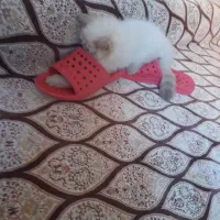 گربه هیمالین|گربه|ورامین, خیر آباد|دیوار