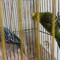 قناری ماده زرد ودارچینی  ۲ساله جفت نخورده|پرنده|رشت, نخودچر|دیوار