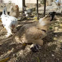 ۱۰عدد مرغ خروس یوسل بلژیکی ۲عدد گلین|پرنده|درگزین, |دیوار