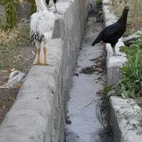 ۵ عدد لاری