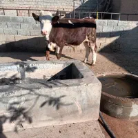 گوساله سیمنتال|حیوانات مزرعه|لیلان, |دیوار