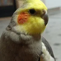 عروس هلندی سیامون بالغ ۶تا