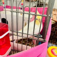 عروس طوطی لوتینو