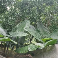 بابا ادم ،سیکاس ،سانسوریا