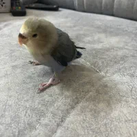 جوجه دوماهه طوطی برزیلی|پرنده|ری, دولتآباد|دیوار