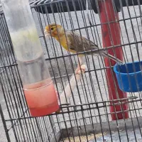 قناری مس مس هن شلاقی|پرنده|شیراز, کوشک میدان|دیوار