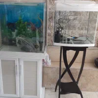 آکواریوم|ماهی|پردیس, فاز ۴|دیوار