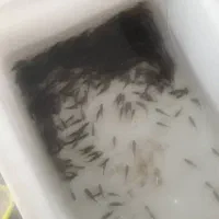 ماهی کوی گولدفیش قرمز عید کپور آمور فیتوفاگ|ماهی|مشهد, میان ولایت|دیوار