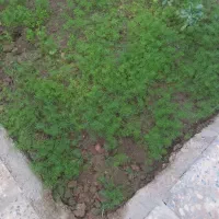 کارگر پاره وقت|خدمات نظافت|اهواز, منبع اب|دیوار