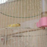 قناری نر گلاستر|پرنده|قم, علی آباد|دیوار