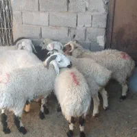 گوسفند بره شیر کیلو۶۵۰