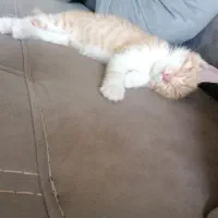 گربه