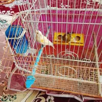 قناری ماده