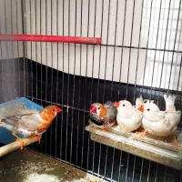 فنچ کینگ نژادار اورنج جفت مولد معاوضه سهره قناری