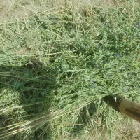 پرس یونجه
