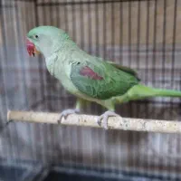 شاه طوطی  نر