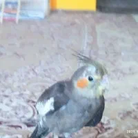 عروس هلندی سخنگو|پرنده|کاشان, فاز ۲ ناجی آباد|دیوار