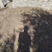 دونیسان پهن گاوی به فروش میرسد|لوازم جانبی حیوانات|گیلوان, |دیوار