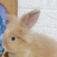 خرگوش لوپ آنغوره