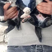 توله قدرجونی سگ