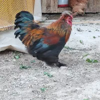خروس.کوشین.محلی