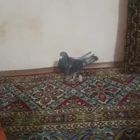 کبوترنر مگسی|پرنده|زابل, |دیوار