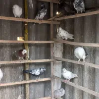 حدود ۱۰۰طوق کفتر یکجایی با گنجه و کلیه لوازم|پرنده|تهران, هرندی|دیوار