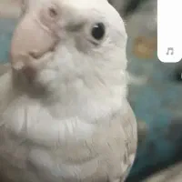 عروس هلندی گمشده|حیوانات|فولادشهر, مسکن مهر فولادشهر|دیوار