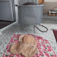 فر پخت نان سنتی