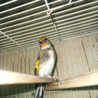 سهره نر|پرنده|بیرجند, |دیوار