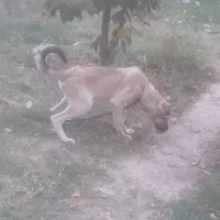 توله سگ سرابی