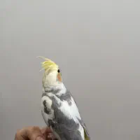 عروس هلندی|پرنده|تربتحیدریه, میدان مرکزی|دیوار