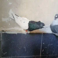 کفتر بهبهانی کله|پرنده|شیراز, حومه شیراز|دیوار