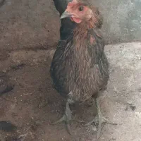 مرغ خروس|حیوانات مزرعه|شیراز, شهرک کوشکک|دیوار