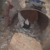 کبوتر