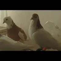 پرنده
