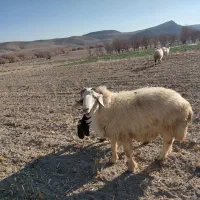 خریدو فروش گوسفند