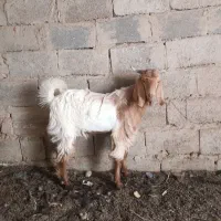 کهره نر