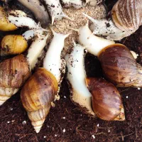 حلزون آچاتینا جید مولد