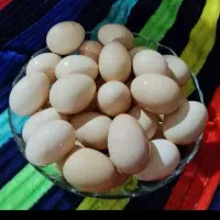 تخم مرغ محلی ارگانیک و دارویی