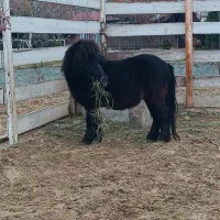 اسب پونی نریان|اسب و تجهیزات اسب‌سواری|لواسان, |دیوار