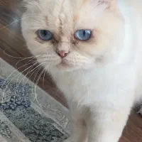 واگذاری گربه ی پرشین اسکاتیش