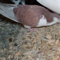 ماده خوشرنگ|پرنده|خمینیشهر, |دیوار