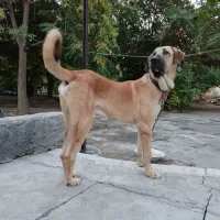 سگ پژدراصیل واگذاری