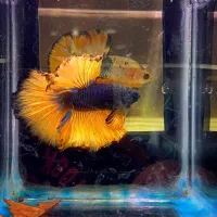 ۳عدد فایتر جاینتAAوارداتی